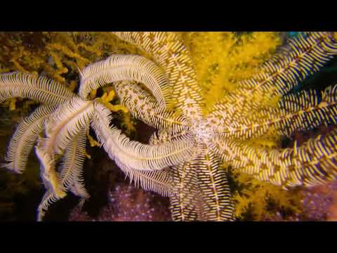 Hurghada Iris reef 22/03/25