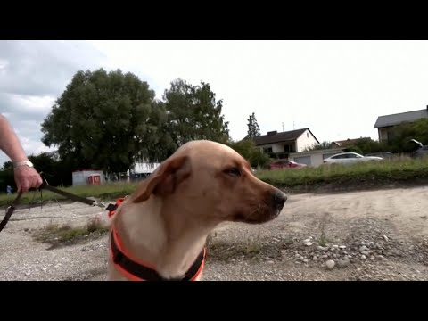 Sniffer dogs trained to unearth ancient bones