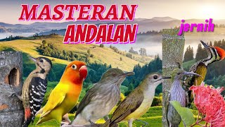 Download lagu MASTERAN BURUNG LOMBA ISIAN PLATUK SAMPIT LABET SIRI SIRI PIJANTUNG PISANG GUNUNG PLATUK BAWANG mp3