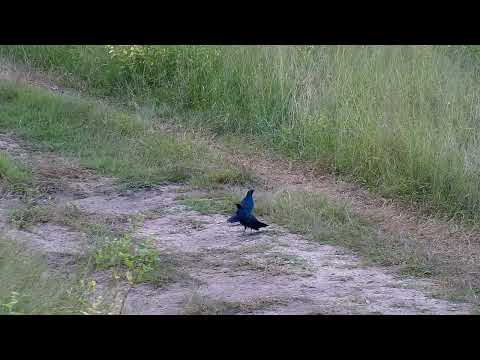 Djuma: Two Burchell's Starlings in the road - 17:00 - 03/23/2023