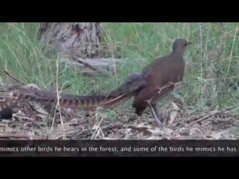 The superb lyrebird mimics other birds