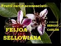 Frutti Rari E Sconosciuti Feijoa Sellowiana A Cura Si Sergio Carlini