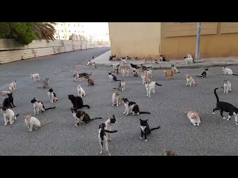 cats in al kandarah dixit jeddah