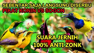 Download lagu Terbaru!!! Suara Pikat Sogon VS Konin Ribut Anti Zonk mp3