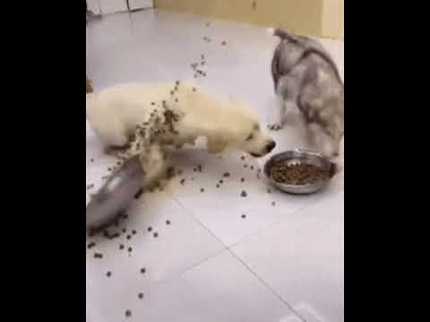 【ティガレックス】轟竜・ティガレックス犬【モンハンライズ】のサムネイル画像