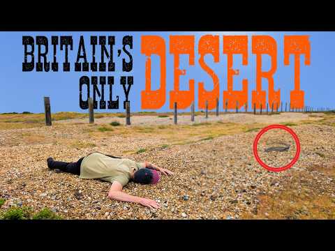 Britain's only DESERT is bursting with life!