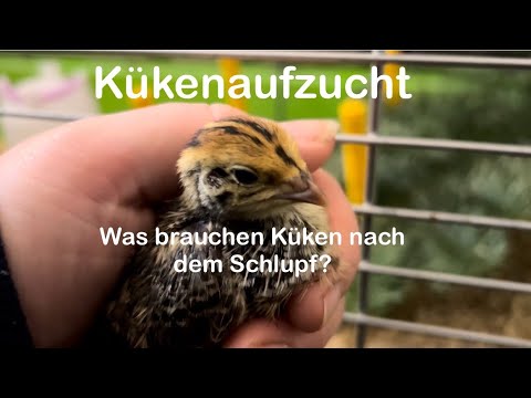 Kükenaufzucht | Was brauchen Küken wirklich nach dem Schlupf | Kükenheim und Kükenfütterung