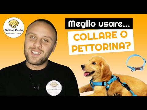 🐶 Meglio Collare o Pettorina? Quando Usare Uno o l’Altro e Perché | Giuliano Addestratore