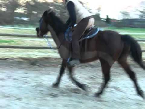 Herr Traber wird Reitpferd- Schritt