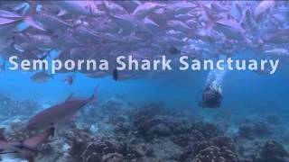 Semporna Shark Sanctuary