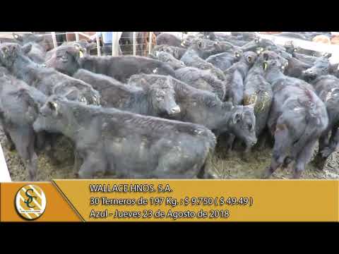 23-08-18 Venta de Machos - Wallace Hnos. S.A. Remate Aniversario - Azul