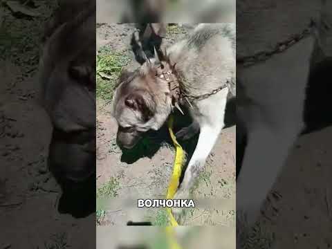Стая ВЗЯЛА лагерь в кольцо из-за одного ВОЛЧОНКА 😱🔥🐕