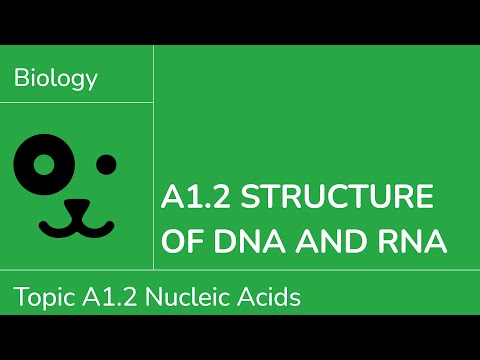 A1.2 Structure of DNA and RNA [IB Biology SL/HL]