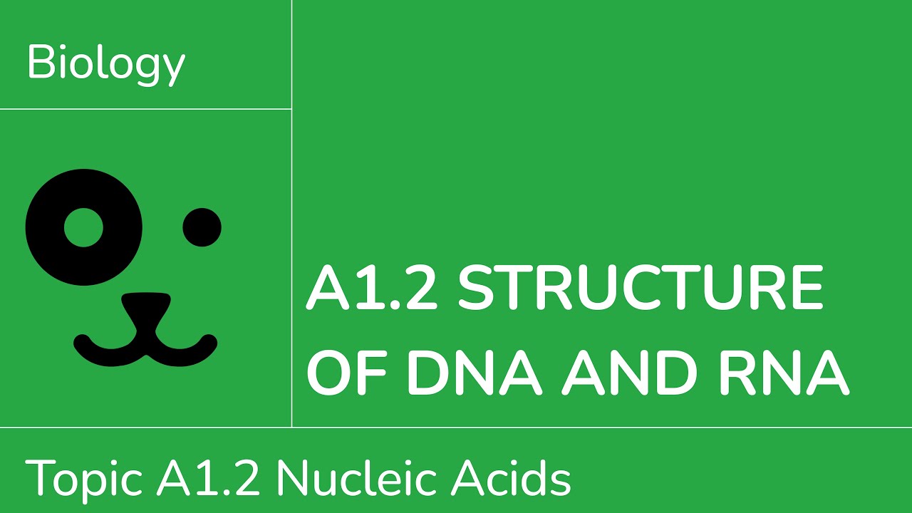 A1.2 Structure of DNA and RNA [IB Biology SL/HL]