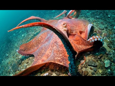 Meet the largest octopus in the world | Oceana