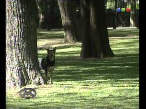 Betún Toquetón - Videomatch