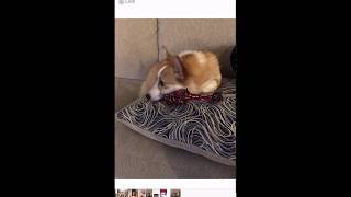 How to Convert a Live Photo to a Still Photo