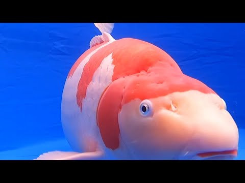 第69回長岡市錦鯉品評会 NND大正三色全体総合優勝