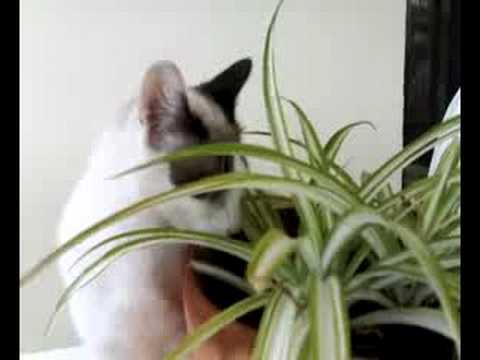 La Moli... la meua gateta