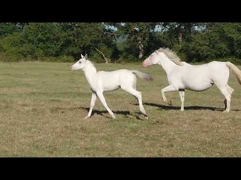 NICKEL ANGE VAN DE RIB