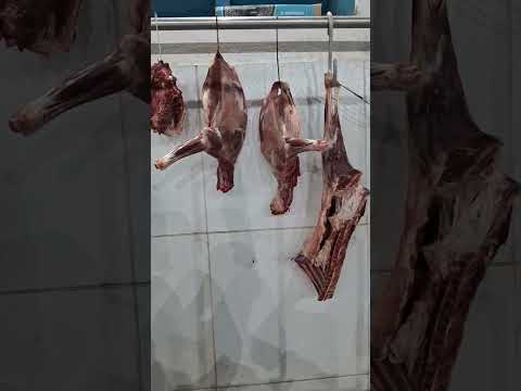 mocoto de primeira qualidade na feira de vicência pe