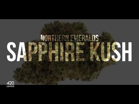 Sapphire Kush - Strain Review | 420 Central