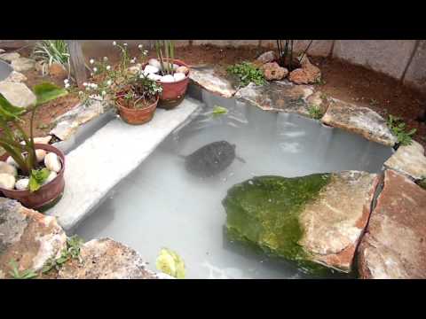 download lagu mp3 mp4 Fuente De Las Tortugas, download lagu Fuente De Las Tortugas gratis, unduh video klip Fuente De Las Tortugas