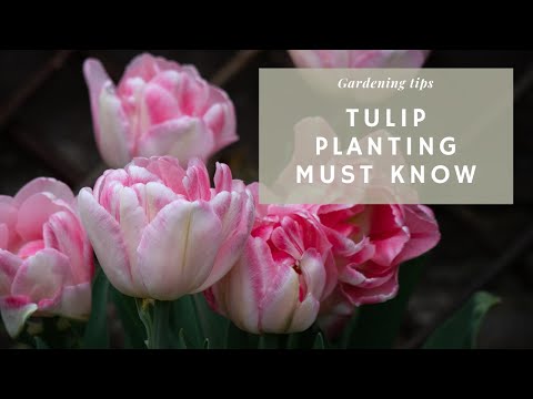12 Things I Wish I Knew Before Planting My Tulips 🌷 Get Them To Bloom Again & Best Time to Plant
