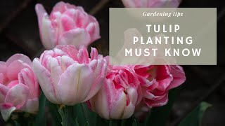 12 Things I Wish I Knew Before Planting My Tulips 🌷 Get Them To Bloom Again & Best Time to Plant