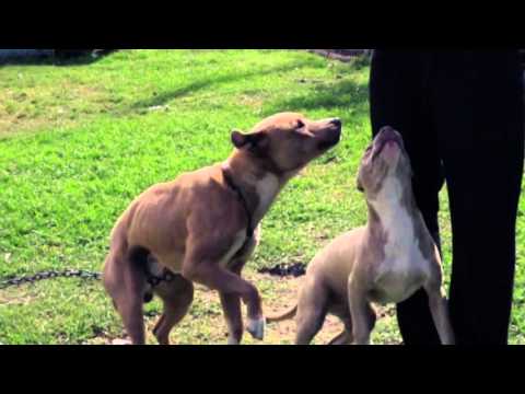 KoolKillem - Fantasy ft Guapo $outh$ide