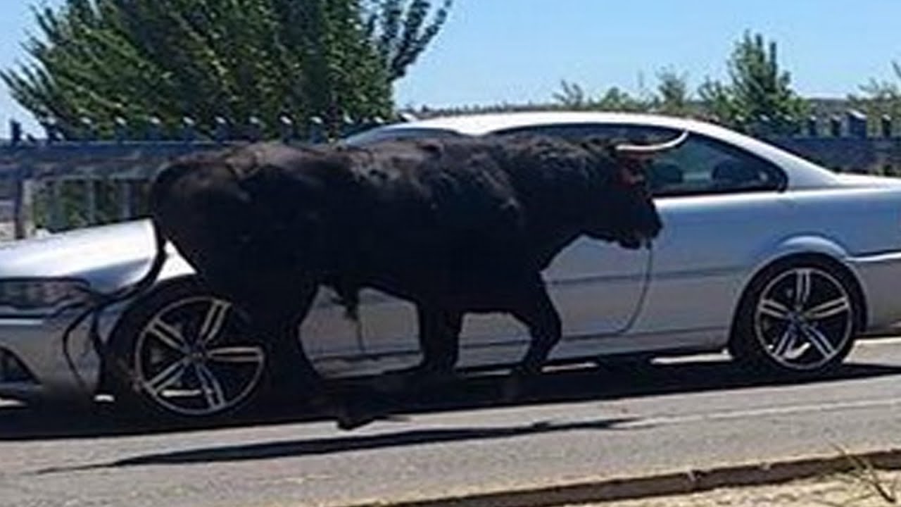 Se escapa un toro en Talavera de la Reina. causando 11 heridos graves |16 mayo 2015