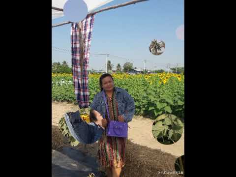 ทุ่งทานตะวัน ระแหง อ.ลาดหลุมแก้ว จ.ปทุมธานี