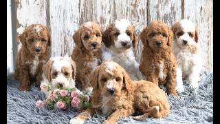 Video preview image #1 Goldendoodle (Miniature) Puppy For Sale in SUNBURY, PA, USA