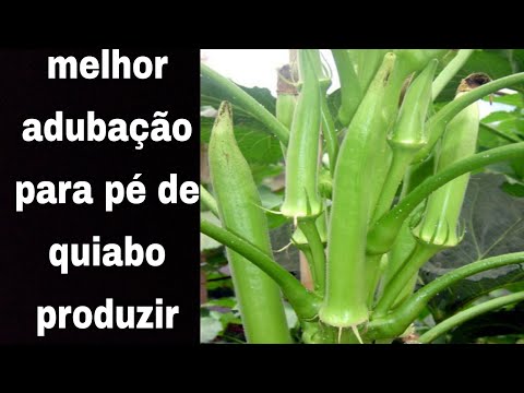 Adubação orgânica para quiabo a melhor que existe / como adubar quiabo passo a passo