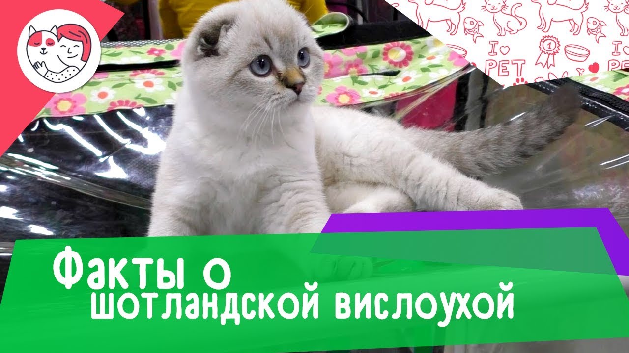 6 необычных фактов о шотландской вислоухой