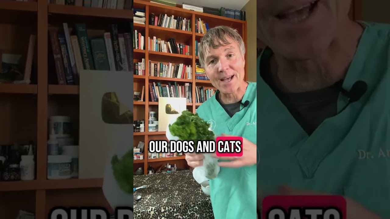 No Brush Dental Disease Recipe for Dogs and Cats!