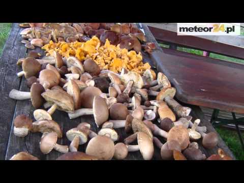 Agroturystyka - Camping Brokowo - Kamiennik meteor24.pl