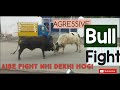 Indian Agressive Desii Bull Fight On Road