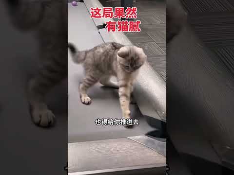 这局果然有猫腻，太可爱了。 #funny #大熱門 #搞笑 #感人壹幕 #影視解説 #正能量 #影视聚焦 #爆笑 #精彩影视