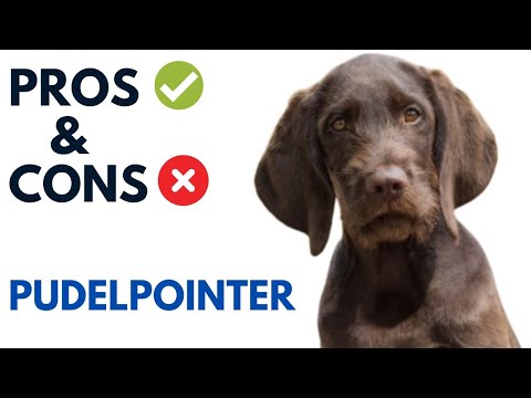 Pudelpointer Dog Pros and Cons | Pudelpointer Dog Advantages and Disadvantages