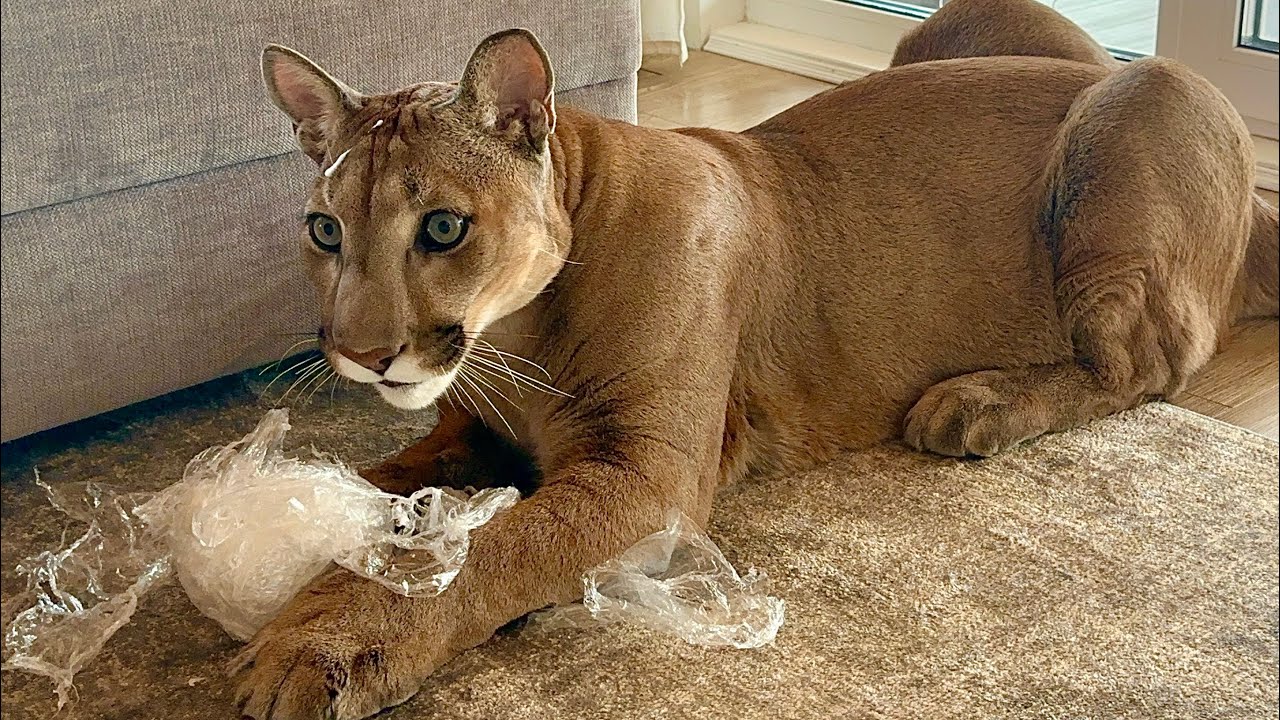 Месси тренируется открывать новогодние подарки!| Новогодняя ёлка когда дома