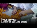 Tajik apricot farmers sound the alarm: Climate change threatens age-old way of life