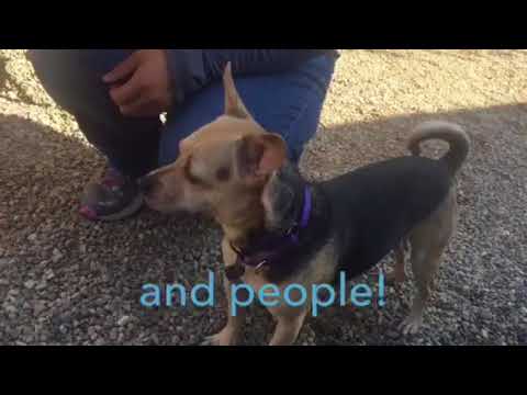 mr. jingles, an adopted Beagle & Chihuahua Mix in Pasadena, CA_image-1