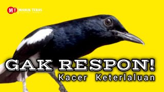 Download lagu Pancingan Kacer Agar Emosi Langsung Buka Ekor mp3