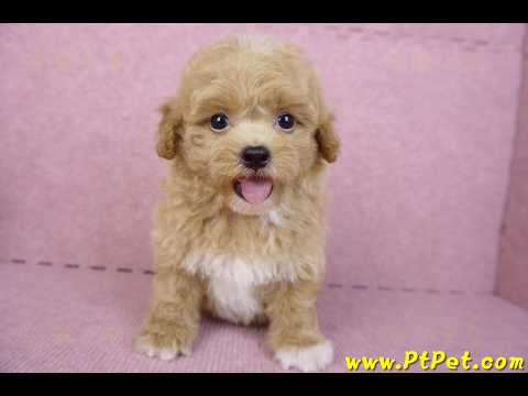 08/12泰迪比熊母幼犬2號(桃園龜山)