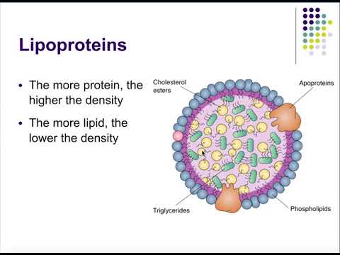 Pathophysiology Ch 15 Alterations in Blood Flow