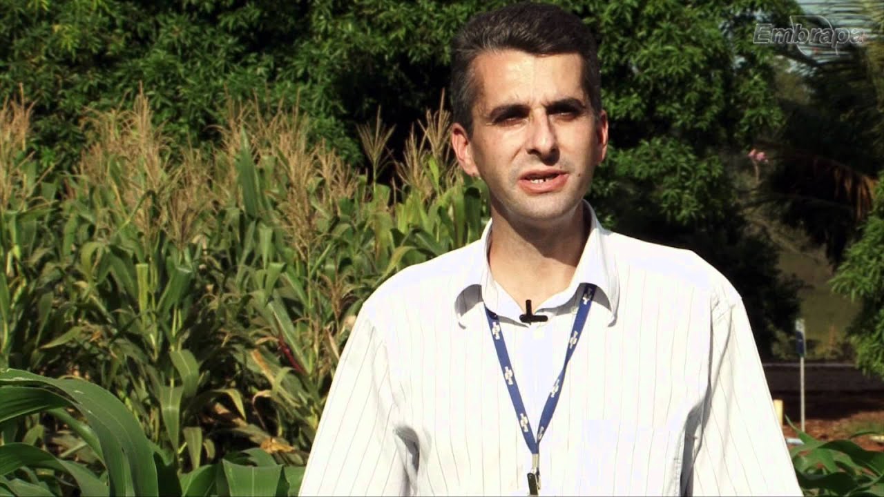 Milho: Adubação de Plantio - Parte I