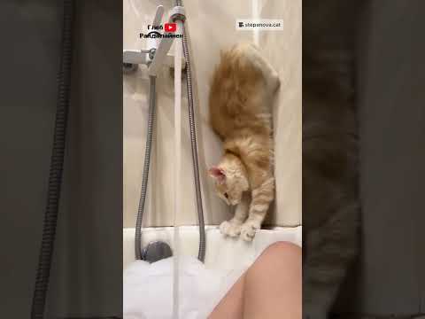 Кошка Пытается Спастись 😹