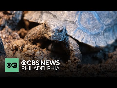 Philadelphia Zoo's Galapagos tortoise hatchlings turning 1-year-old
