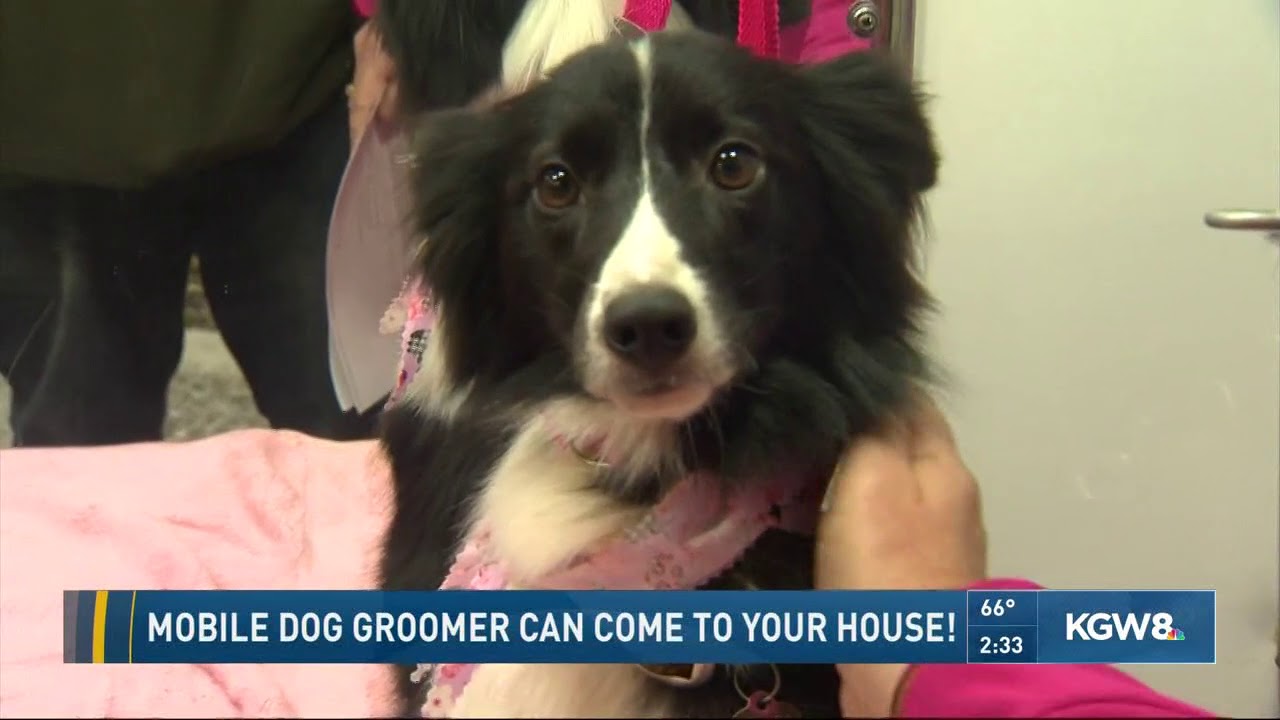 Mobile dog groomer can come to your house!